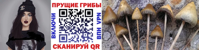 ОМГ ОМГ вход цена наркотик Городовиковск Псилоцибиновые грибы мицелий